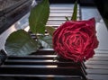 Red beautiful rose put on piano keyboard with free space for text Royalty Free Stock Photo