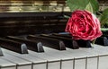 Red beautiful rose put on piano keyboard with free space for text Royalty Free Stock Photo