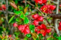 Red beautiful spring flowers  on branch Royalty Free Stock Photo