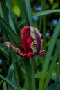 Red beautiful tricolored parrot spring tulip. Fancy parrot tulips