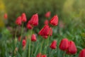 Red spring blooming tulip Parad field Royalty Free Stock Photo