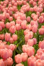 Red beautiful tulips field in spring time close-up Royalty Free Stock Photo