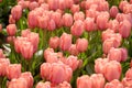 Red beautiful tulips field in spring time close-up Royalty Free Stock Photo