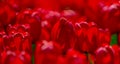 Red beautiful tulips field in spring time. Close up tulip flowers background. Colorful tulip flowering in the garden at Royalty Free Stock Photo