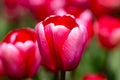 Red beautiful tulips field in spring time. Close up tulip flowers background. Colorful tulip flowering in the garden at Royalty Free Stock Photo