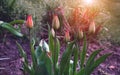 Red beautiful tulips field in spring time with sun rays Royalty Free Stock Photo