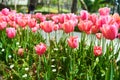 Red beautiful tulips field in spring time with sun rays Royalty Free Stock Photo