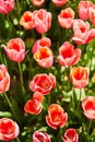 Red beautiful tulips field in spring time with sun rays Royalty Free Stock Photo