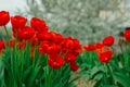 Red beautiful tulips