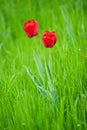 Red beautiful tulips Royalty Free Stock Photo