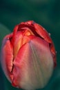 Red tulip splashed morning in the garden