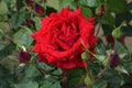 Red beauty roses and bud red roses