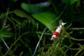 Red bee dwarf shrimp stay on branch of green aquatic plant in fresh water aquarium tank Royalty Free Stock Photo