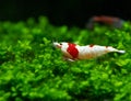 Red bee shrimp stay on grass or aquatic moss with dark and green background in fresh water aquarium tank Royalty Free Stock Photo