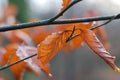 Red beech hedge in autumn Royalty Free Stock Photo