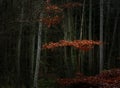 Red beech leaves between bare trees and trunks in a dark forest, seasonal nature landscape with copy space