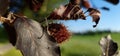 Red beech tree leaves and beechnut fruit taken with macro lens