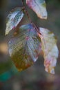 Red Beech tree leaves Royalty Free Stock Photo