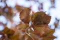 Red Beech tree leaves Royalty Free Stock Photo