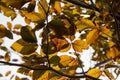 Red Beech tree leaves Royalty Free Stock Photo