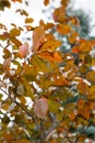 Red Beech tree leaves Royalty Free Stock Photo