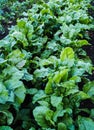 Red beet furrows