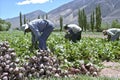 Red beet harvest in northern Argentina