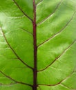 Red beet leaf Royalty Free Stock Photo