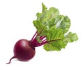 Red beet root with leaves isolated on white background Royalty Free Stock Photo