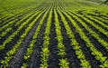 Red beet or sugar beet growing in soil. Fresh green leaves of beetroot. Row of green young beet leaves growth in organic Royalty Free Stock Photo