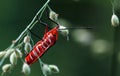 Red beetle Royalty Free Stock Photo