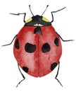 Red beetle with black spots watercolor illustration. T