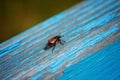 Red beetle on blue old tree close Royalty Free Stock Photo