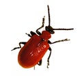 Red beetle, bug Royalty Free Stock Photo