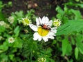 Red beetle on chamomile close-up