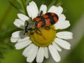 Red beetle on chamomille flower