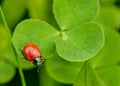 Red beetle crawling on clover leaf