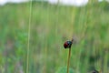 Red beetle crawling on a plant, Lilioceris cheni, also know as air potato leaf beetle. Royalty Free Stock Photo