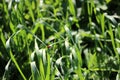 Red beetle crawling on a plant, Lilioceris cheni, also know as air potato leaf beetle. Royalty Free Stock Photo