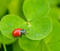 Red beetle crawling on three leaf clover