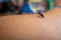 Red beetle crawls over a human arm Royalty Free Stock Photo