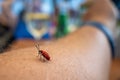 Red beetle crawls over a human arm Royalty Free Stock Photo