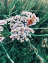 Red beetle on delicate pink flower Royalty Free Stock Photo