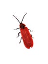 Red beetle Dictyoptera aurora