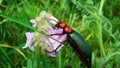 Red beetle is eating flower petals