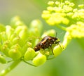 Red beetle on green inflorescence plant