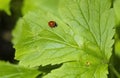 Red beetle, ladybug on a spring green leaf Royalty Free Stock Photo