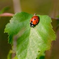 Red beetle of ladybug sits on leaf Royalty Free Stock Photo