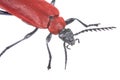 Red beetle Royalty Free Stock Photo