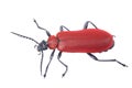 Red beetle Royalty Free Stock Photo